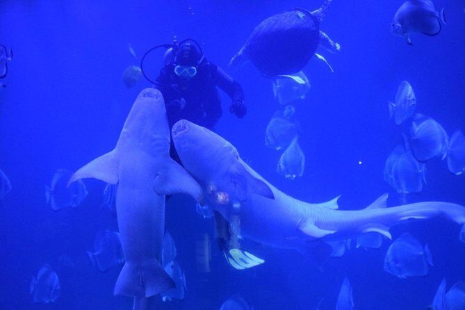 Skip the Line Hurghada Grand Aquarium transfer & entrance - Key Points