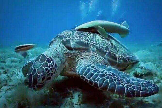 Skip the Line Hurghada Grand Aquarium transfer & entrance - An In-depth Look at the Hurghada Grand Aquarium Tour
