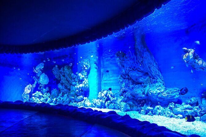 Skip the Line Hurghada Grand Aquarium transfer & entrance - Who Should Consider This Tour?