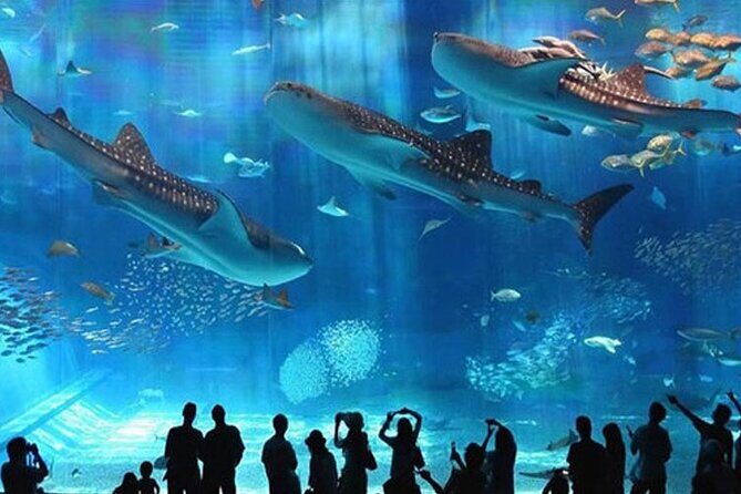 Skip the Line Hurghada Grand Aquarium transfer & entrance - Frequently Asked Questions