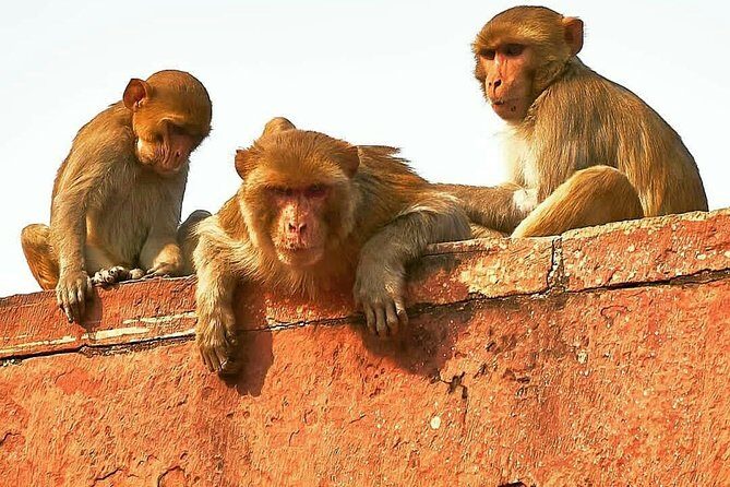 Skip The Line: Taj Mahal Sunrise Tour from - Delhi (All-Inclusive) - The Itinerary: How It All Unfolds