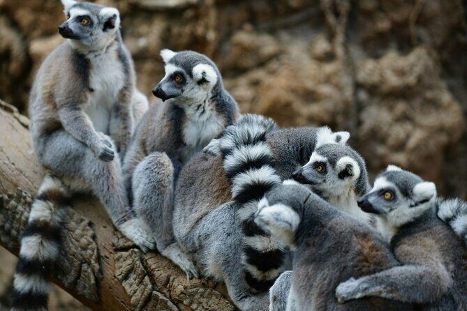 Skip-the-line Tickets to Bronx Zoo with Private Transfers - Exploring the Bronx Zoo with Ease and Comfort