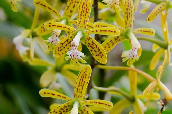 Skip the Line: Vallarta Botanical Garden Admission Ticket - A Close Look at the Vallarta Botanical Garden Experience