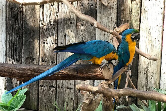 Skip the Line: World of Birds Admission Ticket - What Makes the World of Birds Special?