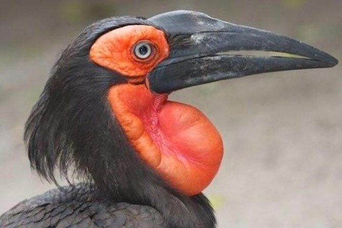 Skip the Line: World of Birds Admission Ticket - Authentic Experiences and Visitor Feedback