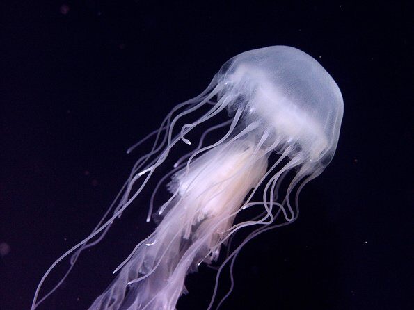 Skip the Ticketing Line: Aquarium of the Pacific General Admission Ticket - An Introduction to the Aquarium of the Pacific