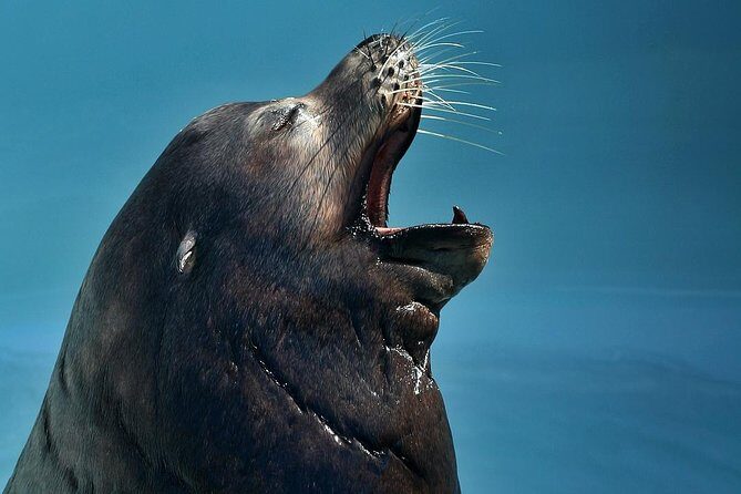 Skip the Ticketing Line: Aquarium of the Pacific General Admission Ticket - Visitor Experience: What People Are Saying
