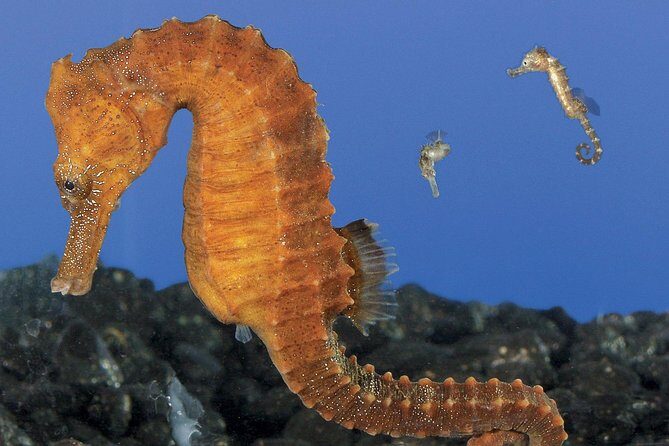 Skip the Ticketing Line: Aquarium of the Pacific General Admission Ticket - Practical Tips for Your Visit