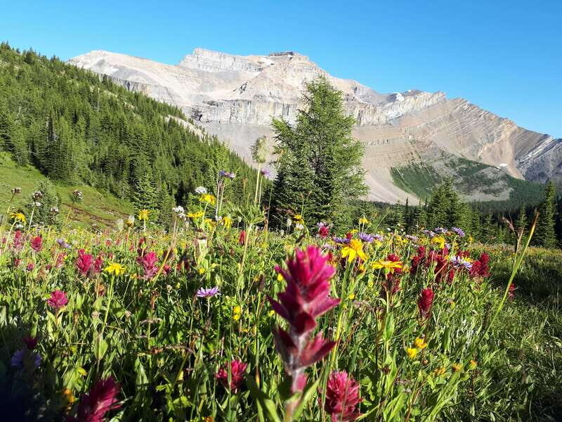 Skoki Lake Louise Daily Guided Hike in the Canadian Rockies - Who Will Appreciate This Tour?