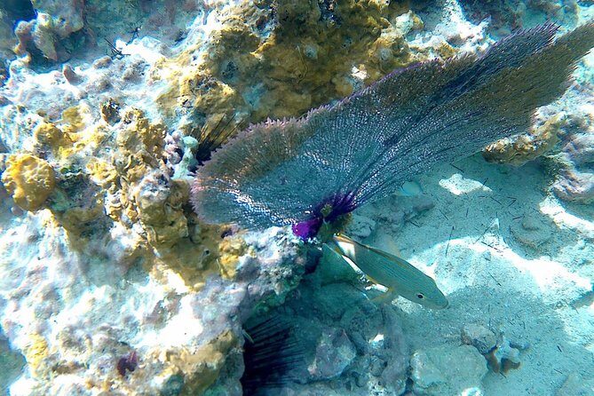SkyReef Cozumel Snorkel & Tequila Tasting - Why This Tour Offers Good Value