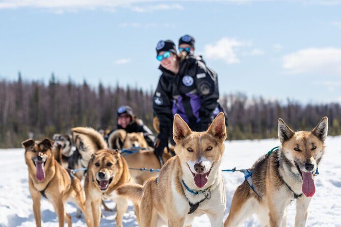 Sled Dog Ride and Scenic Drive from Anchorage - Who Should Consider This Tour?