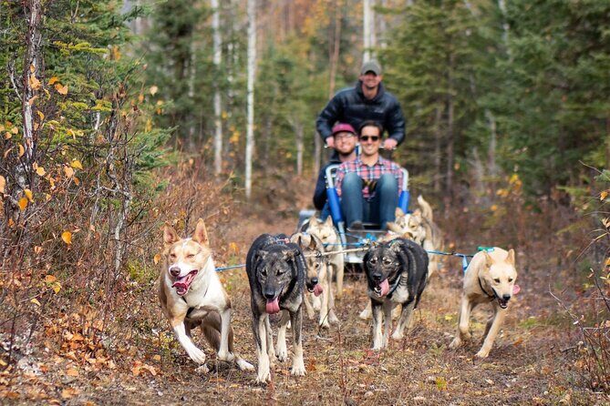 Sled Dog Ride and Scenic Drive from Anchorage - The Sum Up