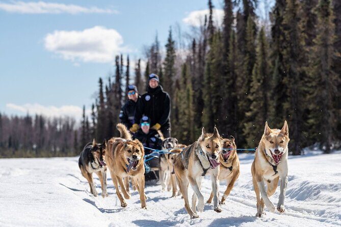 Sled Dog Ride and Scenic Drive from Anchorage - FAQ