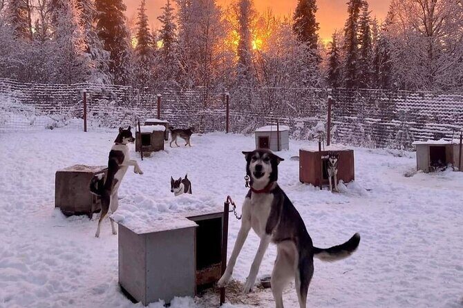 Sluice Box Kennel Experience - Who Will Love This Experience?