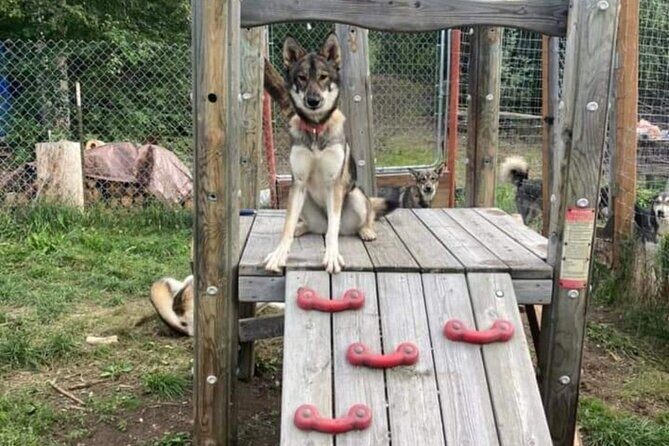 Sluice Box Kennel Experience - Final Thoughts