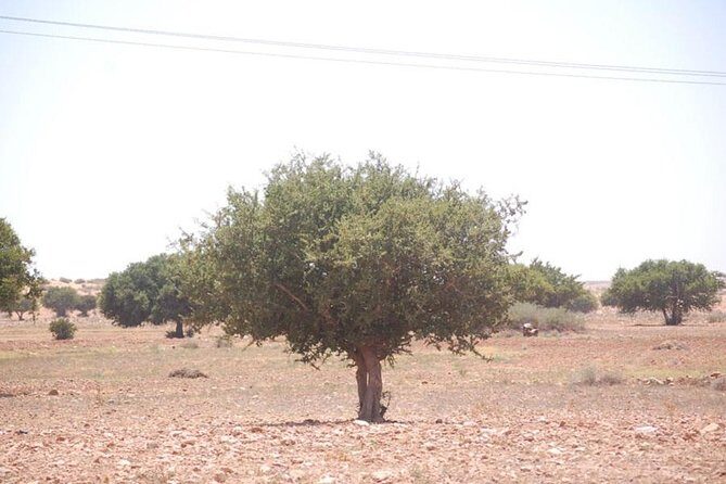 Small desert in 4x4 - Final Thoughts