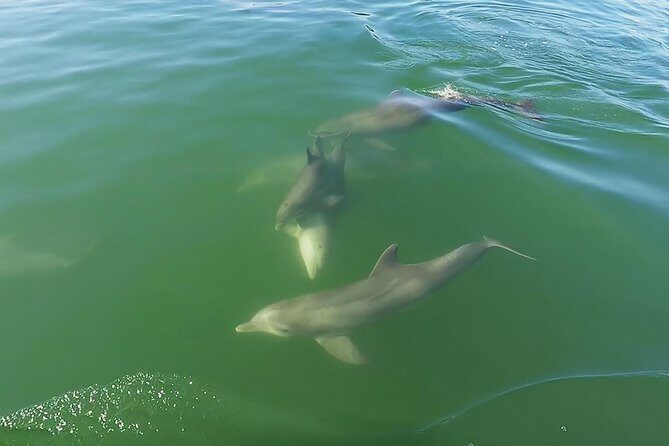 Small Group 2 Hour Dolphin Cruise with Snorkeling to Shell Key - The Value: Why It’s Well Worth the Price