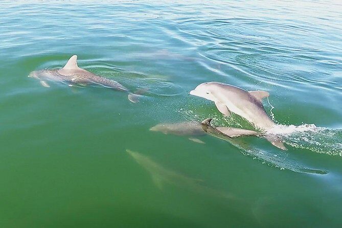 Small Group 2 Hour Dolphin Cruise with Snorkeling to Shell Key - The Sum Up