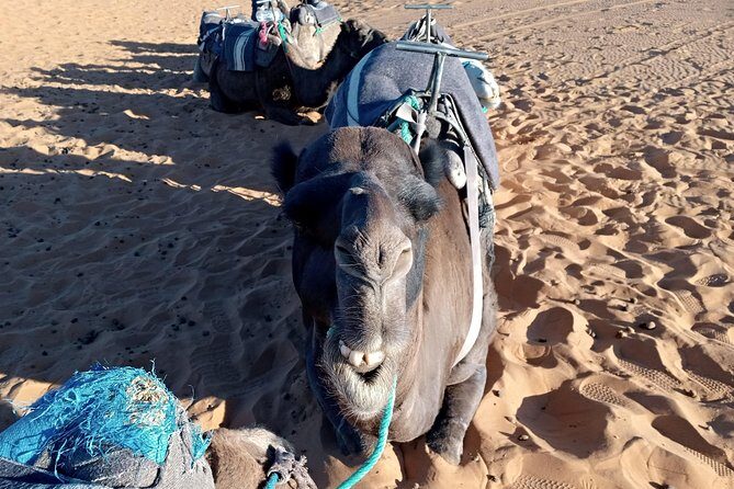 Small Group 3 Days Desert Trip From Fez to Marrakesh - Authentic Experiences and What Matters
