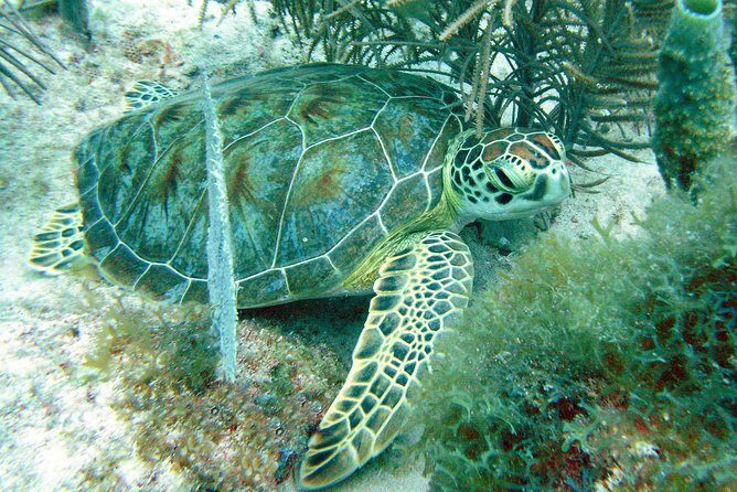 Small-Group Aruba Scuba Diving for Non-Certified Divers - FAQ