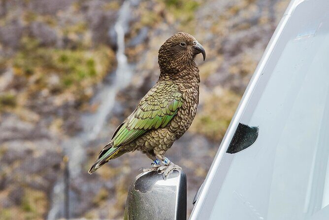 Small Group, Award Winning Milford Sound Day Experience & Cruise - FAQ