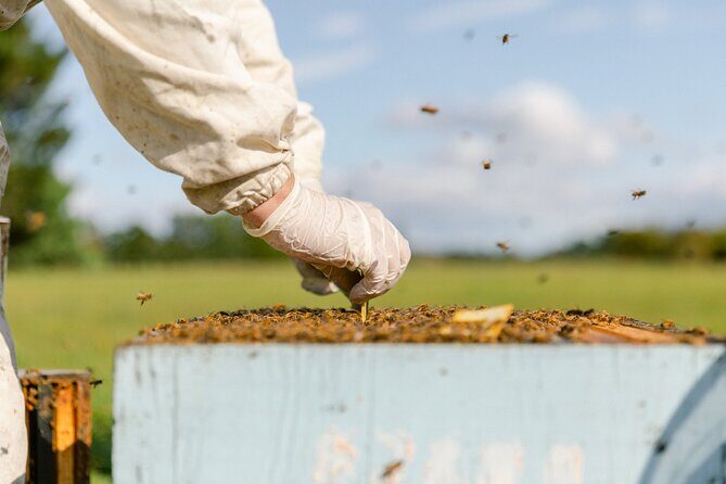 Small-Group Beekeeping Experience in Tauherenikau - The Sum Up