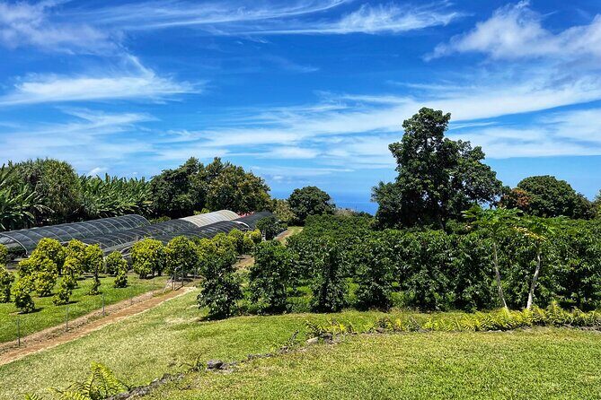 Small-Group Big Island Tour: Hawaii Volcanoes National Park and Kona Coffee Farm - The Sum Up