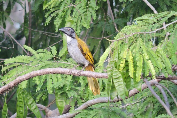 Small-Group Birdwatching Sian Kaan with professional guide - Practical Tips for Participants