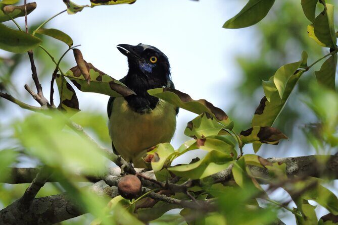 Small-Group Birdwatching Sian Kaan with professional guide - Who Will Love This Tour?