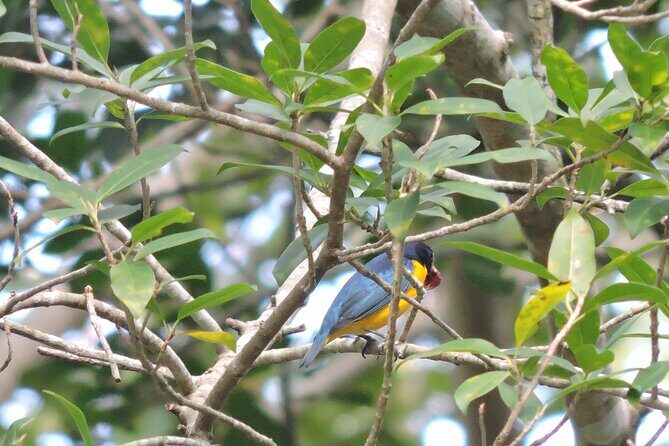 Small-Group Birdwatching Sian Kaan with professional guide - FAQ