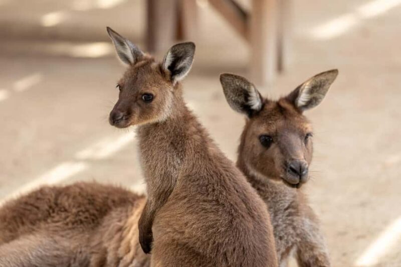 Small Group Blue Mountains, Wildlife & Scenic World Day Tour - Who Is This Tour For?