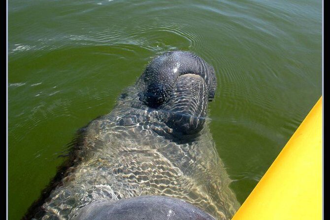Small Group Boat, Kayak and Walking Guided Eco Tour Everglades - What the Tour Offers: A Deep Dive