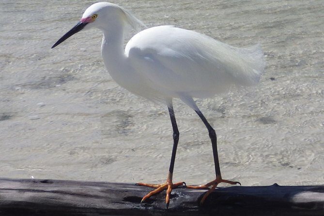 Small Group Boat, Kayak and Walking Guided Eco Tour Everglades - Who Should Consider This Tour?