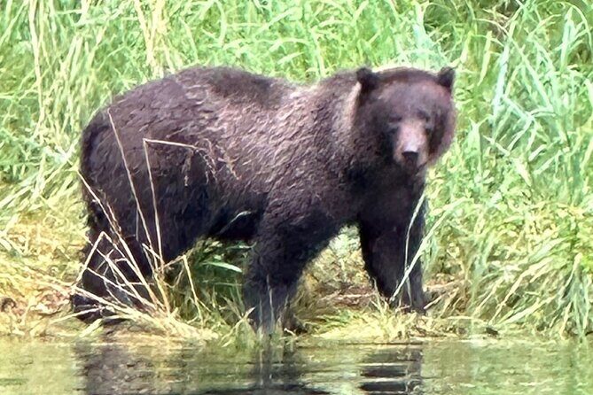 Small Group Boat Tour of Sitka - A Closer Look at the Experience
