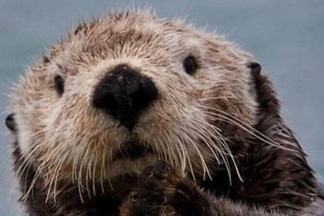 Small Group Boat Tour of Sitka - Authentic Insights from Reviewers