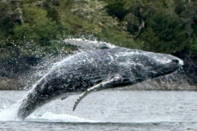 Small Group Boat Tour of Sitka - FAQ