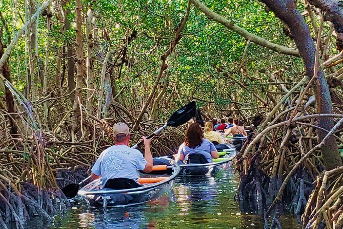 Small-Group Clear Kayak Tour in Shell Key - Introduction: Why This Kayak Tour Stands Out
