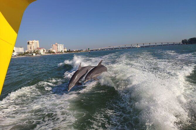 Small Group Clearwater Beach, Dolphin Watch Day Tour from Orlando - The Sum Up