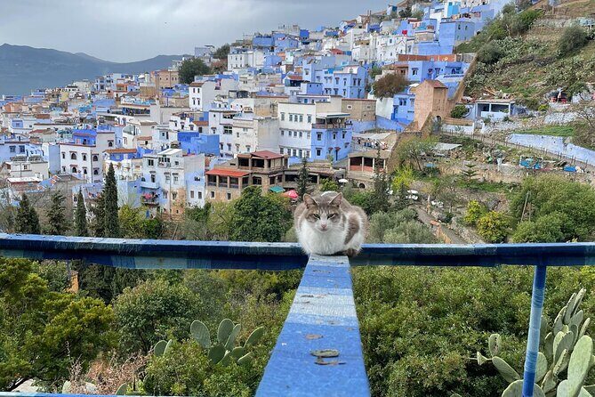 Small Group Day Tour from Fes To Chefchaouen - A Deep Dive into the Experience