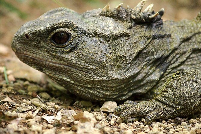 Small Group Daytime 2-Hour Eco Wildlife Tour at Zealandia - FAQ