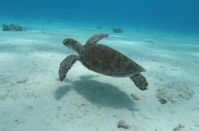 Small Group Diving experience in Caribbean - Final Thoughts: Who Should Book?