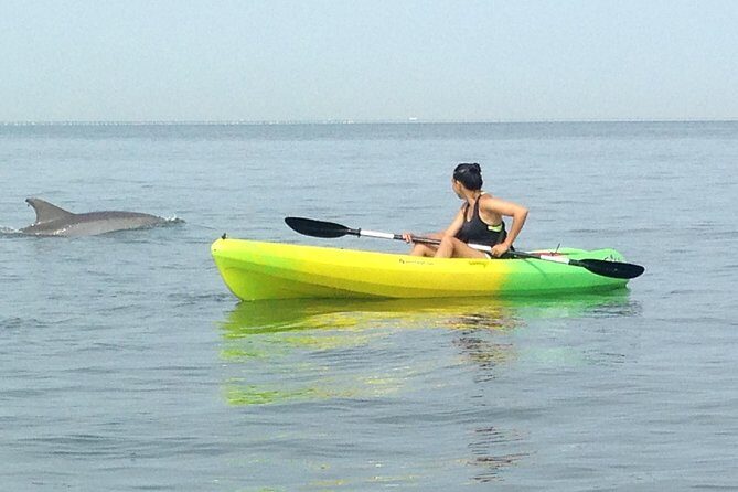Small Group Dolphin Kayak Eco-Tour - What to Expect from Your Virginia Beach Dolphin Kayak Tour