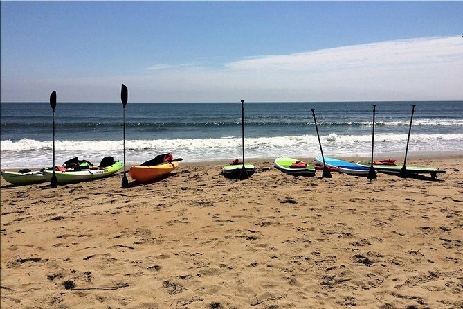 Small Group Dolphin Kayak Eco-Tour - Authentic Experiences and Real Traveler Feedback