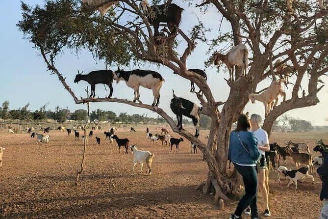 Small Group Essaouira Day Trip From Agadir with Guide - FAQ