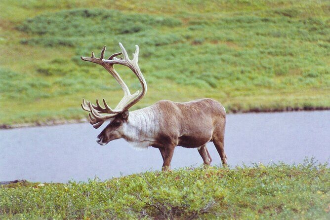 Small-Group Flight Denali National Park Tour with Guided Hike - What to Expect & Practical Tips