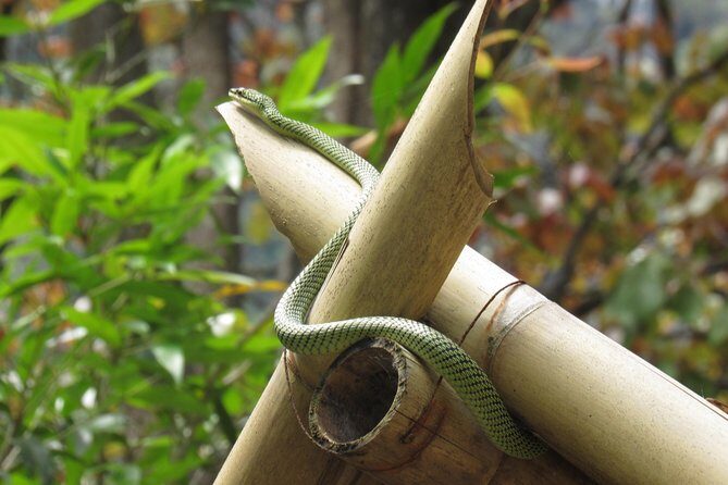 Small-Group Full-Day Khao Sok Nature Tour From Khao Lak - What Makes This Tour Stand Out?