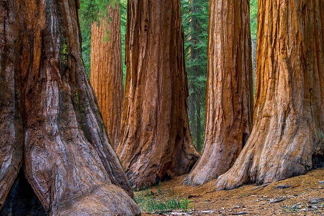 Small-Group Giant Redwoods and Russian River Wine Country Trip - The Itinerary: A Closer Look at What Makes This Tour Special