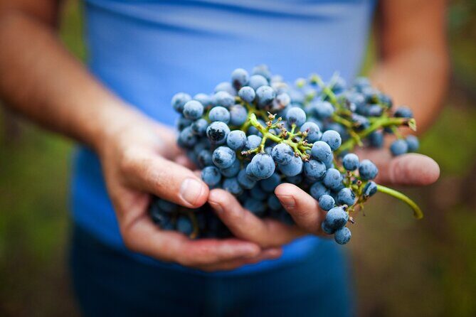 Small-Group Giant Redwoods and Russian River Wine Country Trip - Final Thoughts: Who Will Love This Tour?