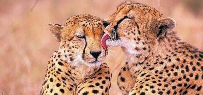 Small Group Giraffe House and Cheetah Outreach with Wine - Starting Point and Transportation