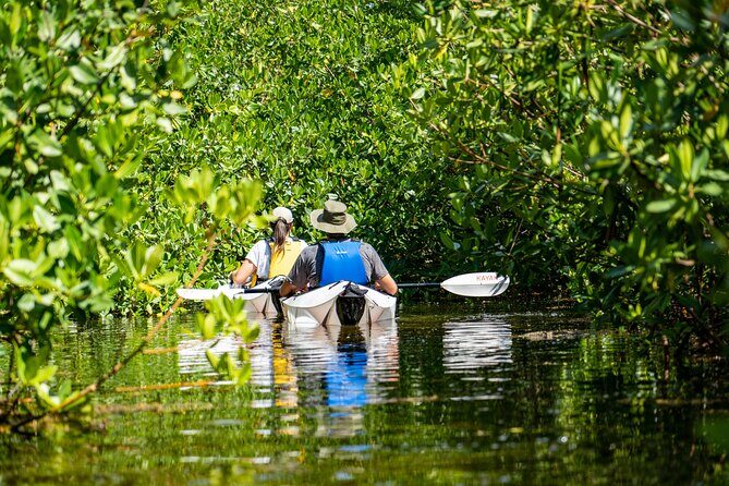 Small Group Glass Bottom Kayak Adventure- Cayman Islands - Exploring the Details of the Glass Bottom Kayak Tour
